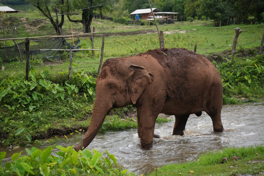 The Perfect Chiang Mai City Guide